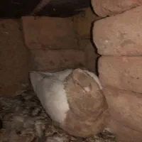 سینه زرد سرخ