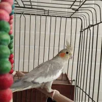 یک جفت عروس هلندی با قفس|پرنده|یزد, |دیوار