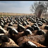 گوسفند اصیل و ناب نژاد شال با بهترین کیفیت