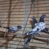 کفتر پاکستانی و چتری|پرنده|قم, آذر (نکویی)|دیوار