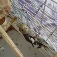 عروس هلندی دوماهه دونخور|پرنده|لاهیجان, آهندان|دیوار