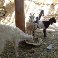 بز و بزغاله نر بز بز شیری