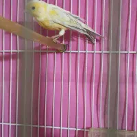 قناری مادهق|پرنده|مشهد, انقلاب|دیوار