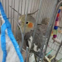 عروس هلندی|پرنده|خرمشهر, |دیوار