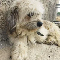 سگ فهمیده. لوسی