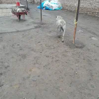 سگ گله|سگ|طاغنکوه, |دیوار