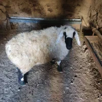 بره ماده فروشی