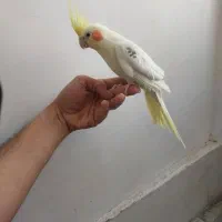 پرنده عروس هلندی|پرنده|گلمکان, |دیوار