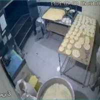 شاطر و خمیر گیر بربری