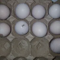 تخم مرغ محلی تازه و نطفه دار