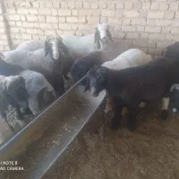 بره نر|حیوانات مزرعه|مرودشت, ژیان|دیوار
