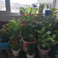 گل و گیاه|گل و گیاه طبیعی|دهگلان, |دیوار