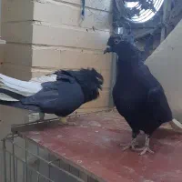 دم سفید|پرنده|فولادشهر, A3|دیوار