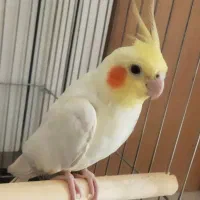 عروس هلندی لوتینو