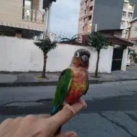 پرنده گرینچیک دستی اسمش نبات دستی سخنگو