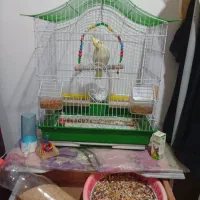 عروس هلندی کاملن اهلی