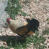 فروش دوتا مرغ وخروس چهل تاج