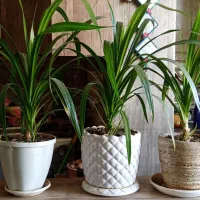 تعداد 4عدد گل طبیعی تک.وعمده