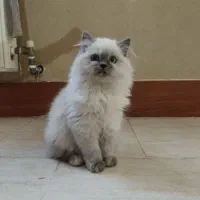 گربه|گربه|شیراز, نارنجستان|دیوار