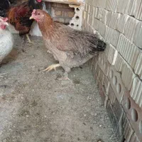 تخم مرغ نطفه دار از نژاد برهما هرعدد22000تومان|حیوانات مزرعه|نیریز, |دیوار