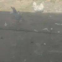 پنجتاغازوچهارتامرغ