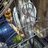 عروس هلندی|پرنده|اسلام‌شهر, شهرک مصطفی خمینی|دیوار