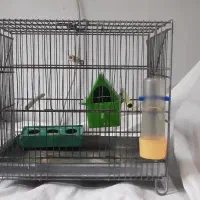 فروش ۳ عدد فنچ باقفسه ولوازم