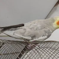 عروس هلندی|پرنده|تبریز, |دیوار