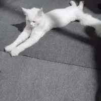 نژادش پرشین