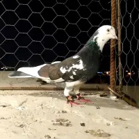 شازده سیاه نر