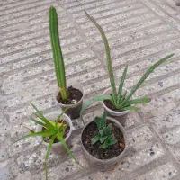 سانسوریا . شمعدانی. مرجان . برندیسی  وگلهای دیگر|حراج|گرگان, |دیوار