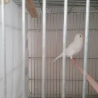 قناری وایت جفتی سهره