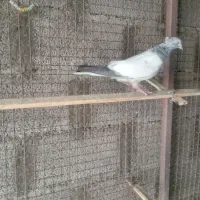 ماوضه با گندم