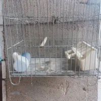فروش دو عدد قفس|لوازم جانبی حیوانات|اهواز, کمپلو شمالی|دیوار