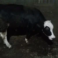 سیمنتال نر اصل