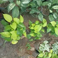 کامپکت سطل 3و4  آگلونما سطل 4|گل و گیاه طبیعی|عباس‌آباد, |دیوار