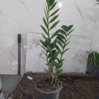 گل و گیاه زامفولیا