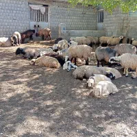 فروش 17راس میش داشتی نژاد ترک|حیوانات مزرعه|سی‌سخت, |دیوار