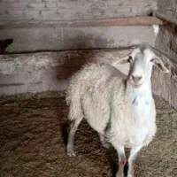 فروش گوسفند|حیوانات مزرعه|هریس, |دیوار