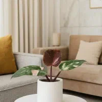 گل فیلودندرون پینک پرنسس ارسال رایگان + هدیه‌