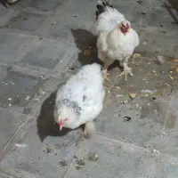جفت برهما مرغ و خروس