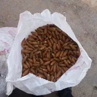 بلوط برای مشتری