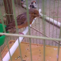 فروش قناری نر و ماده سهره|پرنده|شیراز, شیخ روزبهان|دیوار