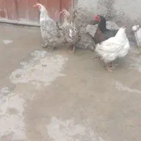 مرغ|حیوانات مزرعه|خاوه, |دیوار