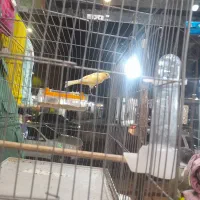 قناری نر میخونه صبح شب میخونه|پرنده|کرمان, |دیوار