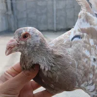 کفتر سار