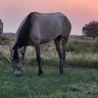 اسب مادیان|اسب و تجهیزات اسب‌سواری|بناب, |دیوار