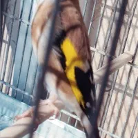 سهره نر ۲ساله تازه صاف جفتی تضمینی قناری