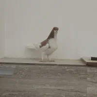 کبوتر