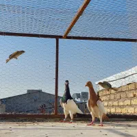 یهودی پرنده|پرنده|قزوین, |دیوار